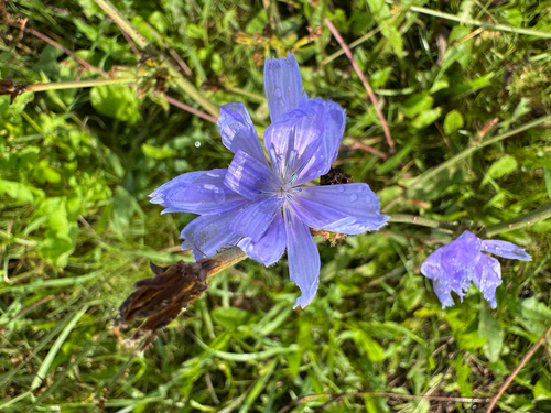 chicory