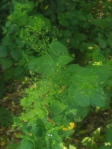 Scrophularia marilandica, photograph 2
