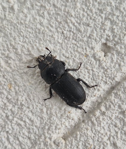 Lesser Stag Beetle
