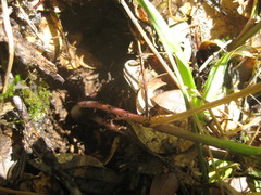 Melica subulata subulata