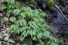 Elatostema involucratum
