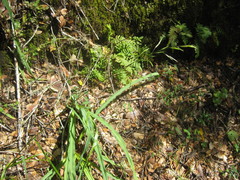 Melica subulata subulata