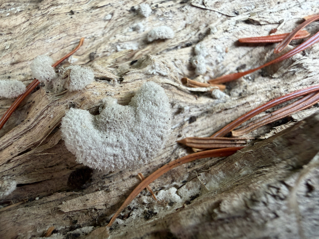 splitgill mushroom · August 2026 · photo: Photo: (c) Nat Gorka, some rights reserved (CC BY) · iNaturalist