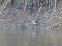 Tringa glareola