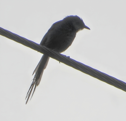 Himalayan Prinia