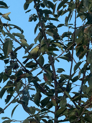 Eurasian Blue Tit