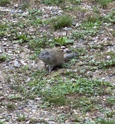 Franklin's Ground Squirrel observed by camper60