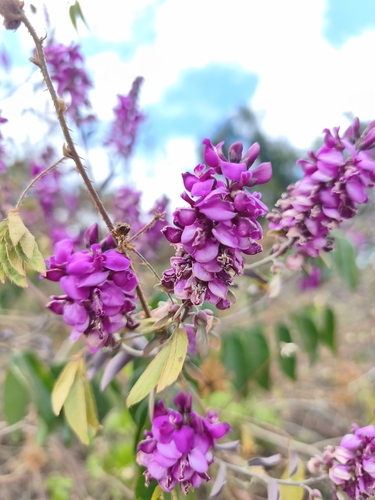 Securidaca diversifolia