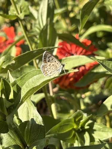 Sooty Copper