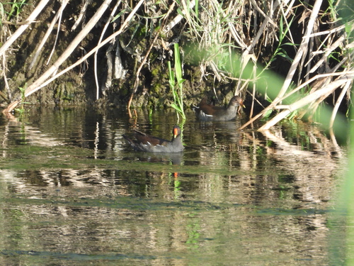 Eurasian Moorhen