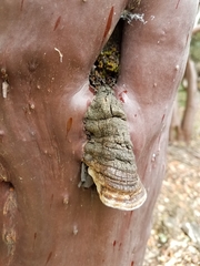 Phellinus arctostaphyli