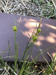 Carex lepidocarpa