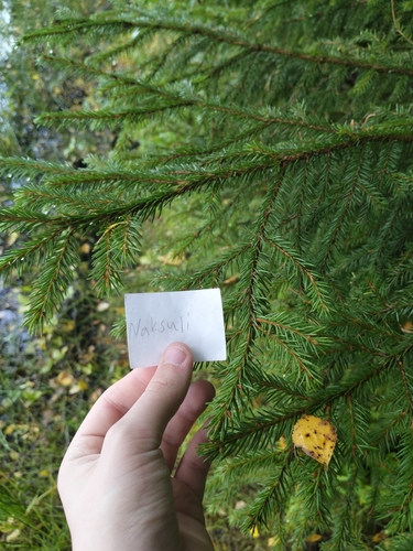 Norway spruce