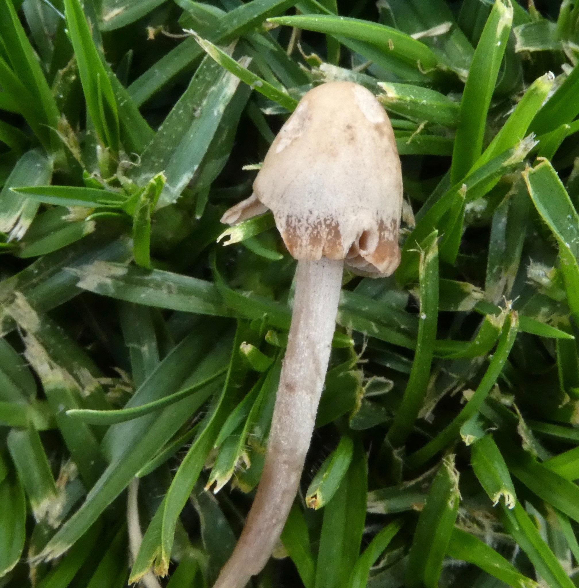 Panaeolina foenisecii image