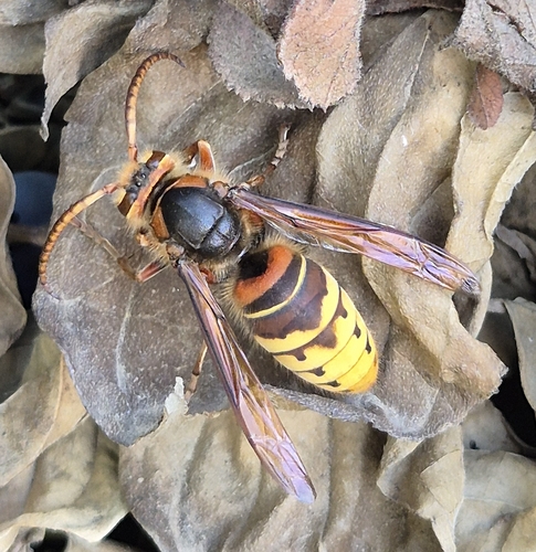 European Hornet