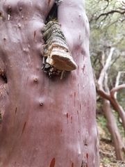 Phellinus arctostaphyli