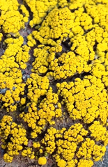 Chrysothrix granulosa