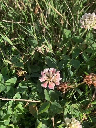 Alsike clover