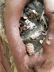 Phellinus arctostaphyli