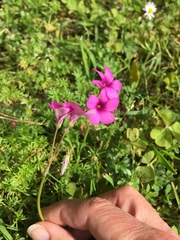 Oxalis articulata rubra