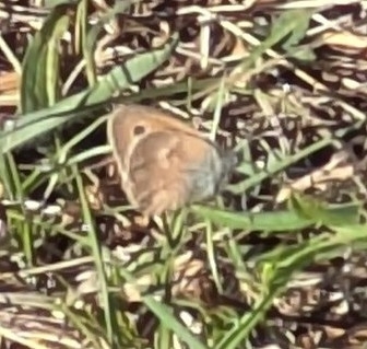 Small Heath