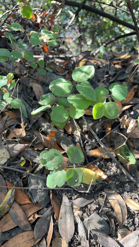 Symphoricarpos mollis, photograph 5