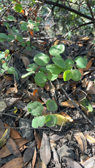 Symphoricarpos mollis, photograph (c) kdcs, some rights reserved (CC BY)