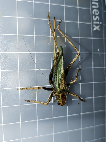 Tettigonia ussuriana