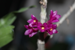 Dendrobium goldschmidtianum
