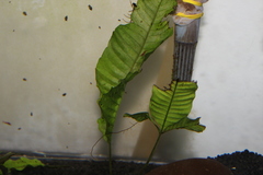 Bolbitis heteroclita