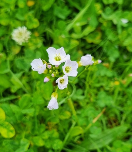 Cardamine pratensis, photograph 4