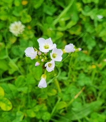 Cardamine pratensis, photograph author not stated, no rights reserved