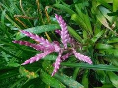 Tillandsia lucida