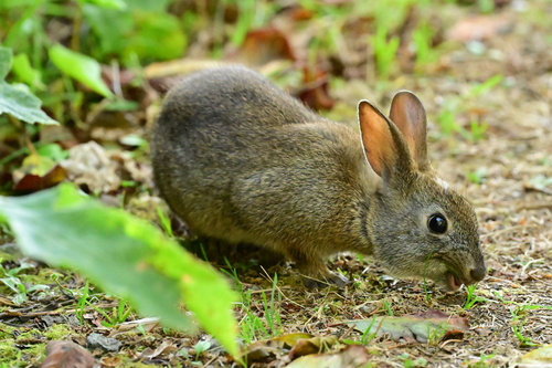 Brush Rabbit observed by rockpaperstar11