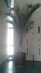 Dypsis decaryi
