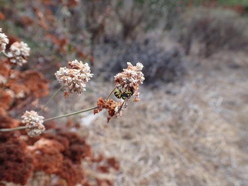 iNaturalist observation photo of Potter and Mason Wasps