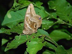 Eryphanis aesacus