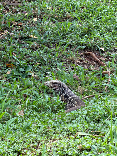 Argentine Black-and-white Tegu