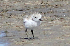 Charadrius nivosus