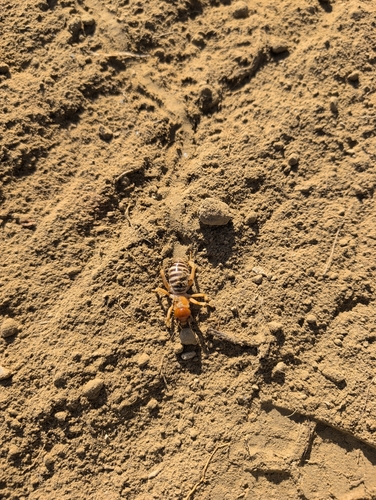 Yuba Lake Jerusalem Cricket