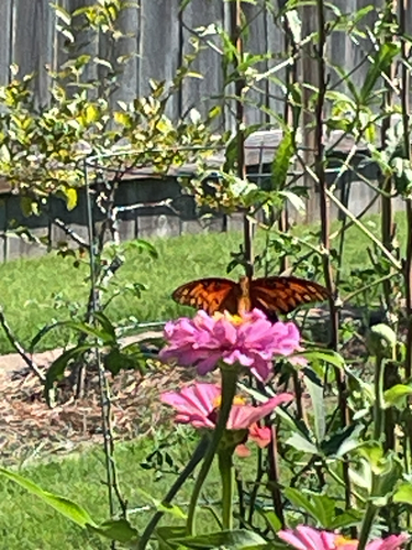 Gulf Fritillary