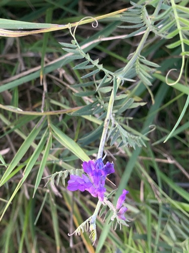 tufted vetch