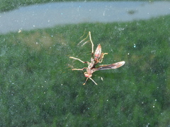 Polistes lanio