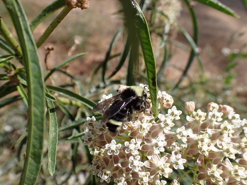 iNaturalist observation photo of Yellow-faced Bumble Bee