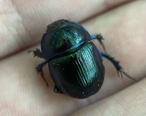Woodland Dor Beetle