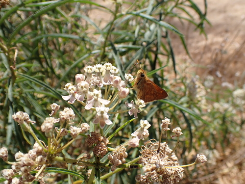 iNaturalist observation photo of Ochlodes