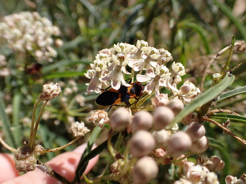 iNaturalist observation photo of Large Milkweed Bug