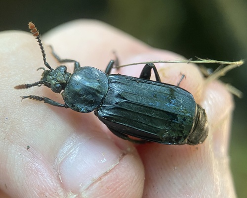 Shore Sexton Beetle