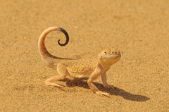 Phrynocephalus mystaceus