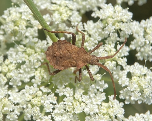 Dock Bug